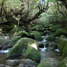 yakushima_13