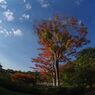 寒露　昭和記念公園
