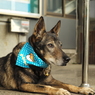 老犬09ｌ