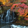 中野もみじ山の秋 V