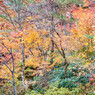 高山紅葉１