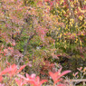 高山紅葉２