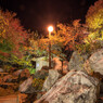 高山紅葉３