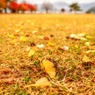 銀杏紅葉の舞い散る公園で・・・たった今、風が止まった