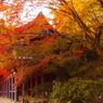 今年はどこの紅葉にしようかな？