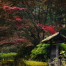 寒露　薬師池公園  Ⅱ