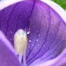 桔梗開花の瞬間３