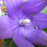 桔梗開花の瞬間５