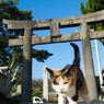 神社で出会ったミーさん