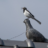 鳥の組立て体操