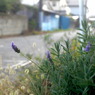 写真エッセイ：日が少し傾いた