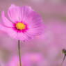 薄紅色の花