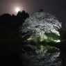 夜桜