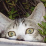 DSC00651