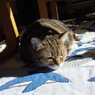 DSC04091