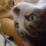 DSC04532