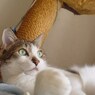 DSC04533