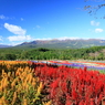 鶏頭と那須連山