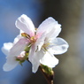 冬桜ｰ1
