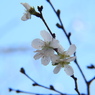 冬桜ｰ2