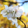 冬桜ｰ4