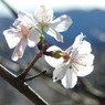 冬桜ｰ5