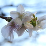 冬桜ｰ6