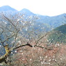 冬桜ｰ7