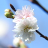 冬桜ｰ9