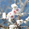 冬桜ｰ10
