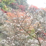 冬桜ｰ12