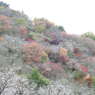 冬桜ｰ14