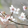 冬桜ｰ15