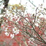 冬桜ｰ16