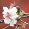 冬桜ｰ17