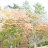 桜山公園の紅葉-1