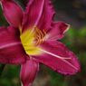 寒露　花の名？？？　Ⅱ