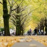 銀杏の明