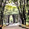 木々の間に間に