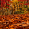紅葉トレッキング II
