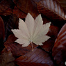 white leaf