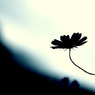 陰花-kagenohana-