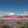 山頂の芝桜