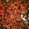 DSC_0111_735