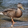 大沼公園にて