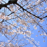 青空に咲き誇る桜