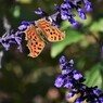 タテハチョウ、、、。