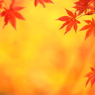 森林公園散歩 IX