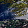 写真詩：公園の光と影２