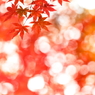 森林公園散歩 XII
